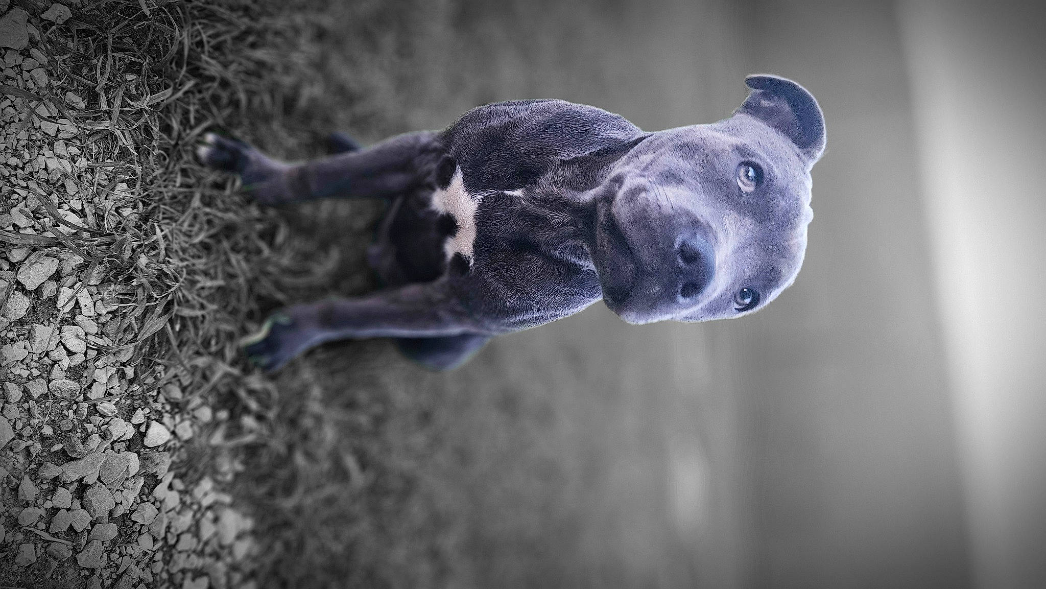 Paco participe au concours pour gagner de l'argent avec cette photo : art, carnivore, dog_breed, electric_blue, fur, grey, monochrome_photography, sculpture, snout, soil, sporting_group, tail, terrestrial_animal, water, whiskers, wildlife
