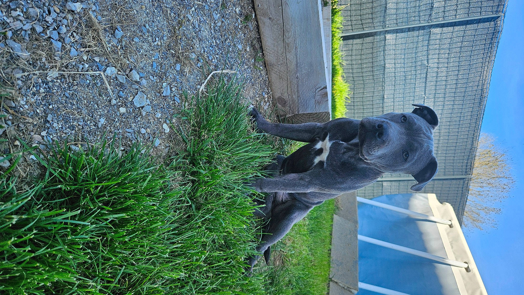 Paco a rejoint le concours — aidez-le/la à gagner de superbes lots ! art, carnivore, dog, dog_breed, fawn, grass, groundcover, plant, sculpture, shrub, sporting_group, statue, tail, terrestrial_animal, working_animal