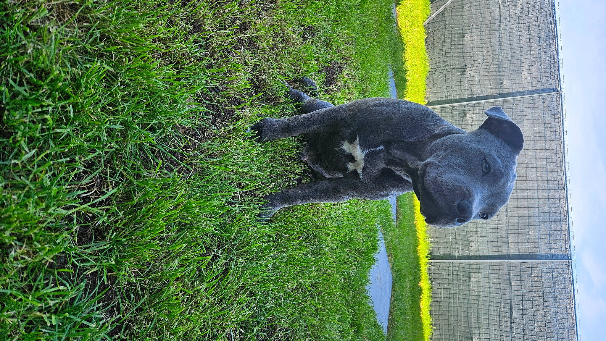 Paco participe au concours pour gagner de l'argent avec cette photo : black_cat, carnivore, companion_dog, dog, dog_breed, dog_collar, felidae, grass, groundcover, guard_dog, pet_supply, plant, shadow, shrub, small_to_medium_sized_cats, sporting_group, tail, tree, working_animal