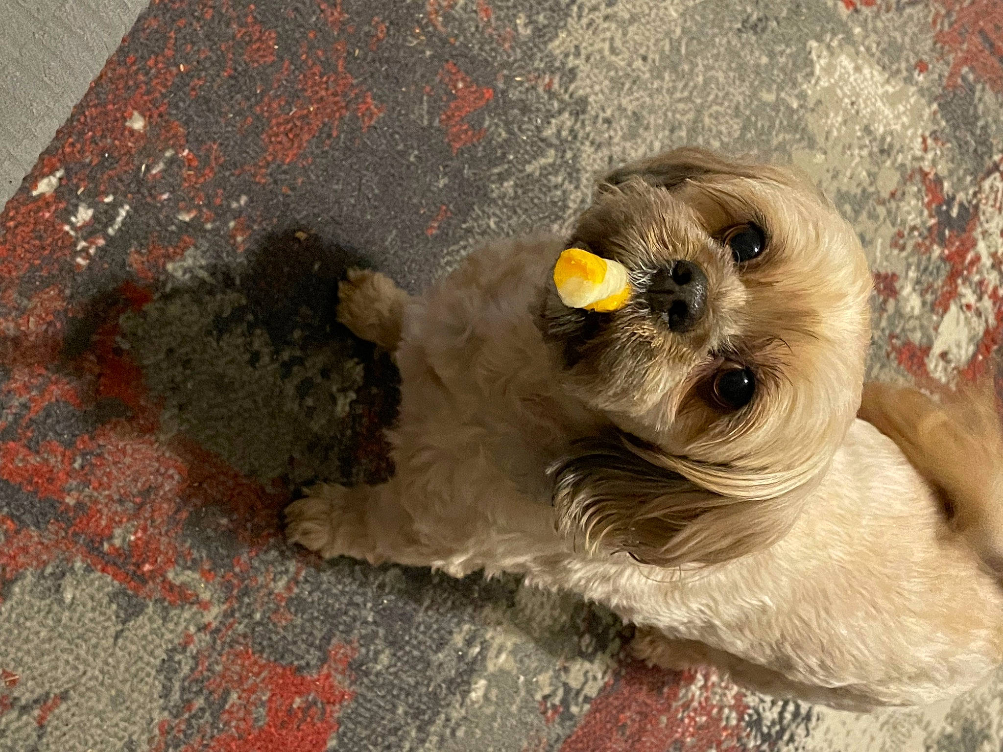 Magic is registered to the contest to win money with this photo: asphalt, bird_of_prey, canidae, carnivore, chair, companion_dog, concrete, dog, dog_breed, fur, road_surface, snout, sporting_group, terrestrial_animal, toy_dog, whiskers, wildlife, working_animal