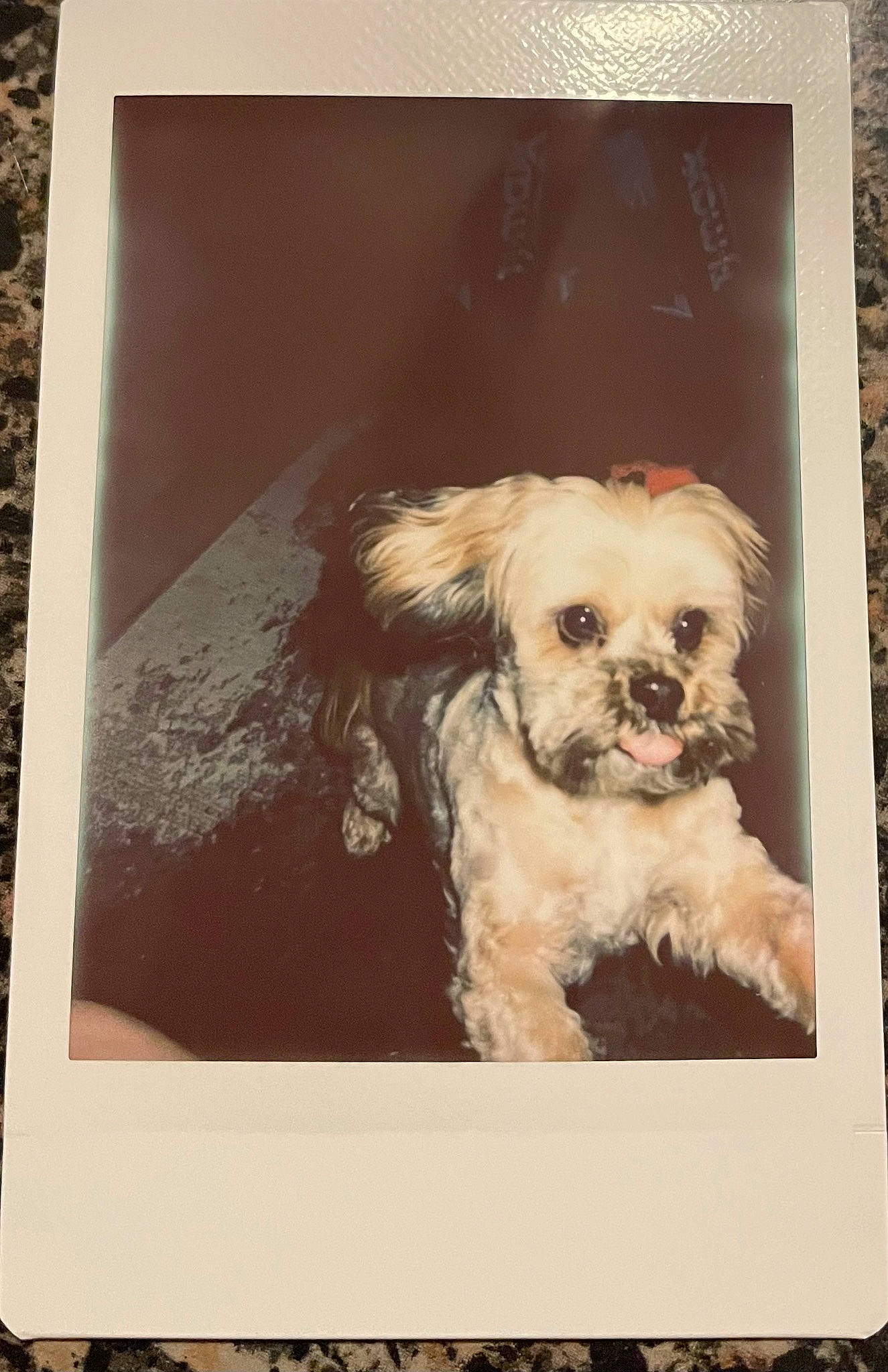 Magic joined the competition — help win amazing prizes! canidae, carnivore, companion_dog, dog, dog_breed, dog_supply, fawn, fur, liver, pet_supply, puppy_love, rectangle, small_terrier, snout, sporting_group, terrier, toy_dog, water_dog, working_animal, yorkipoo