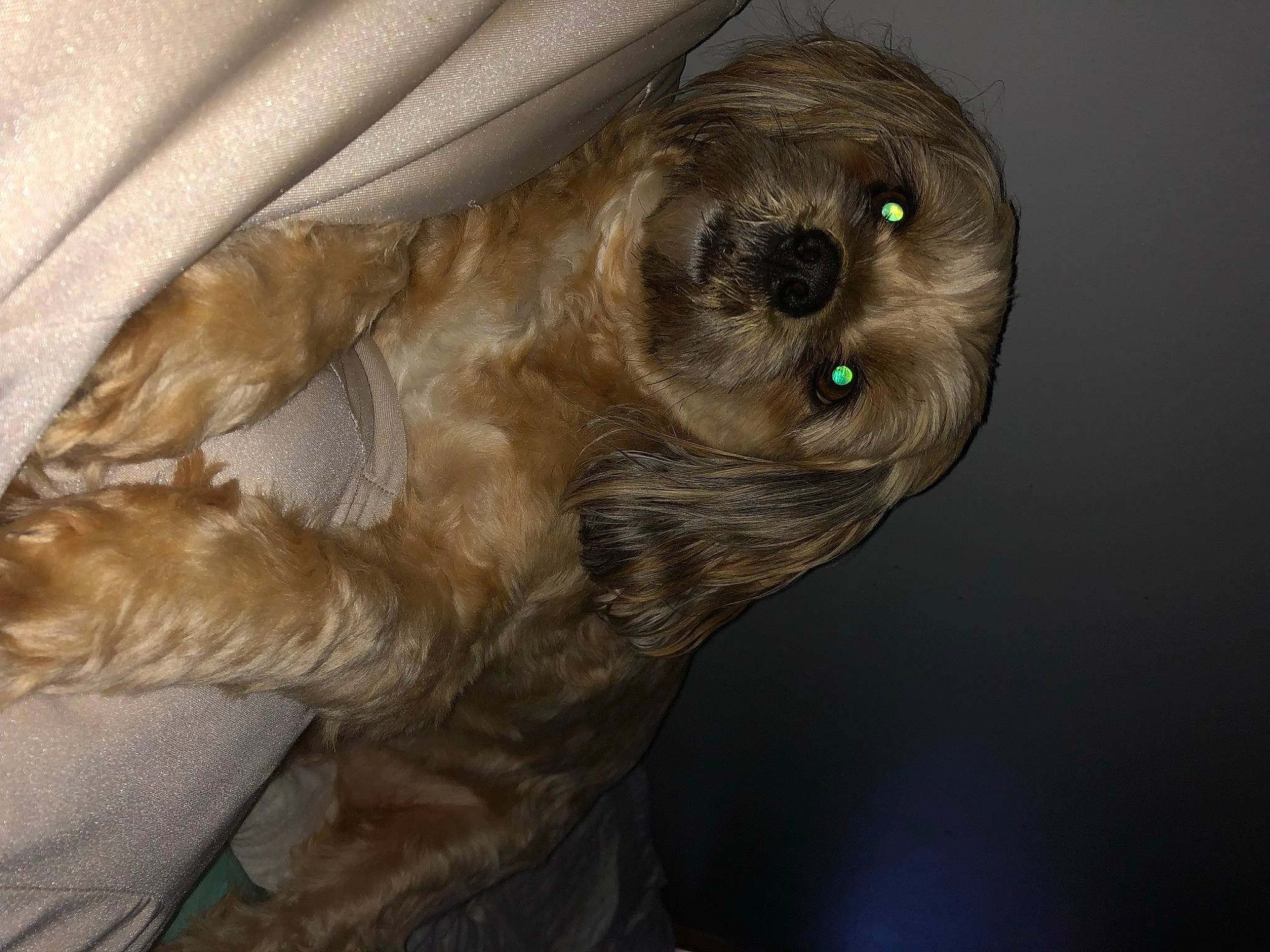 Magic is registered to the contest to win money with this photo: beak, bird, bird_of_prey, canidae, carnivore, claw, companion_dog, dog, dog_breed, fawn, fur, liver, owl, paw, snout, sporting_group, terrestrial_animal, whiskers, wildlife