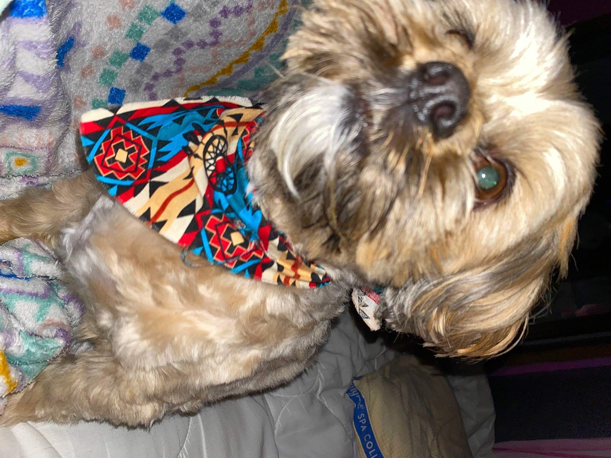 Magic joined the competition — help win amazing prizes! canidae, carnivore, collar, companion_dog, dog, dog_breed, dog_clothes, dog_collar, dog_supply, fawn, fur, liver, pet_supply, small_terrier, snout, sporting_group, terrier, toy_dog, working_animal, yorkipoo