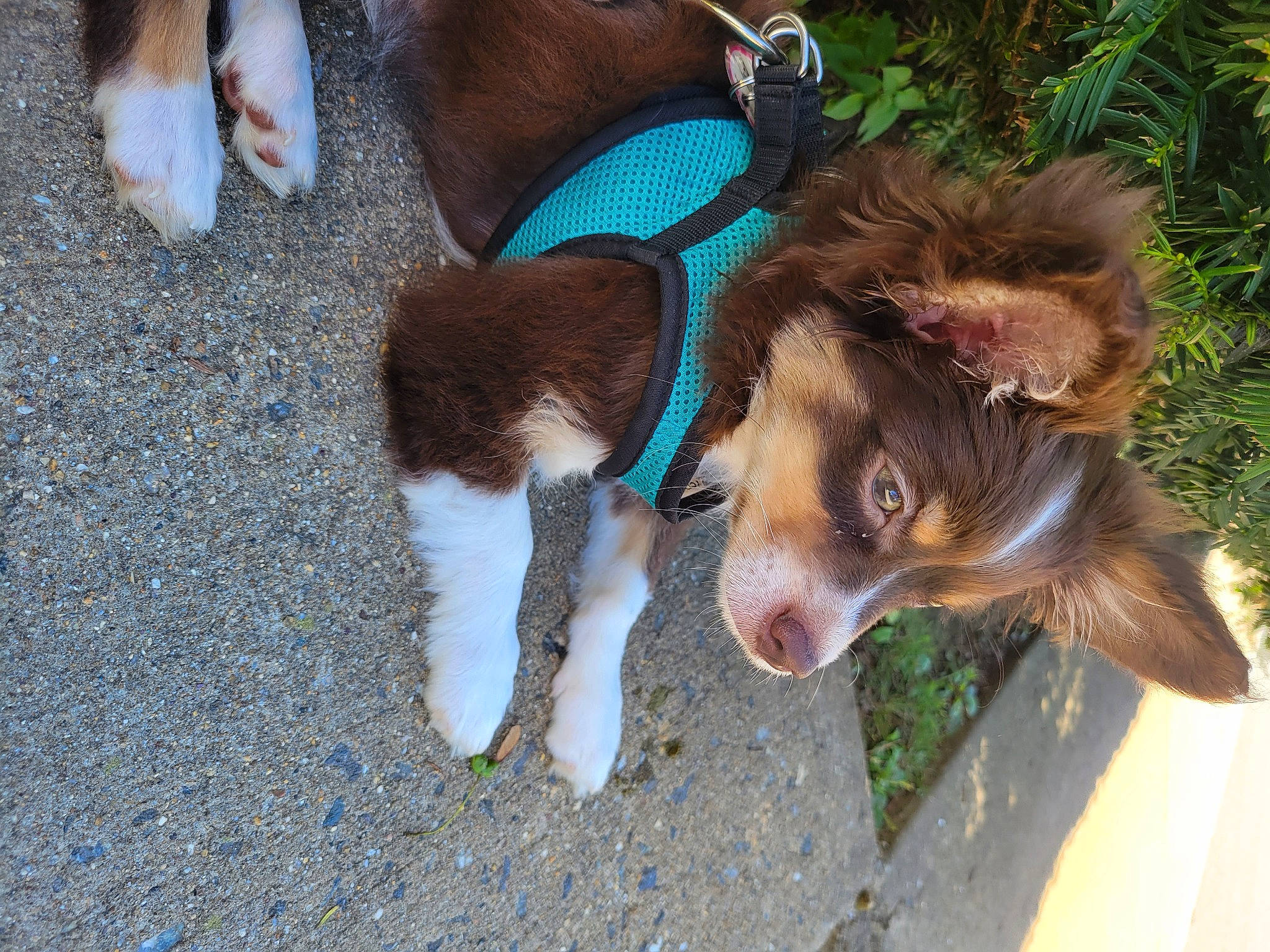 Ziggy is registered to the contest to win money with this photo: canidae, carnivore, companion_dog, dog, dog_breed, fawn, fur, human_leg, leash, liver, mammal, paw, pet_supply, plant, snout, sporting_group, tail, vertebrate, walking, working_animal