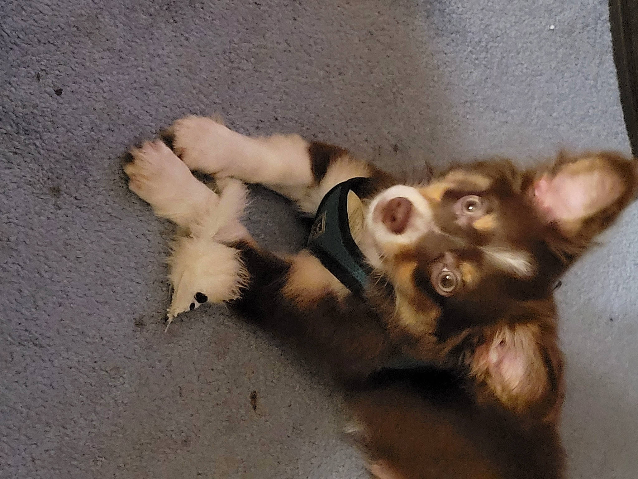 Ziggy joined the competition — help win amazing prizes! asphalt, canidae, carnivore, claw, companion_dog, dog, dog_breed, fawn, felidae, fur, liver, paw, road_surface, small_to_medium_sized_cats, sporting_group, tail, terrestrial_animal, whiskers, wood, working_animal