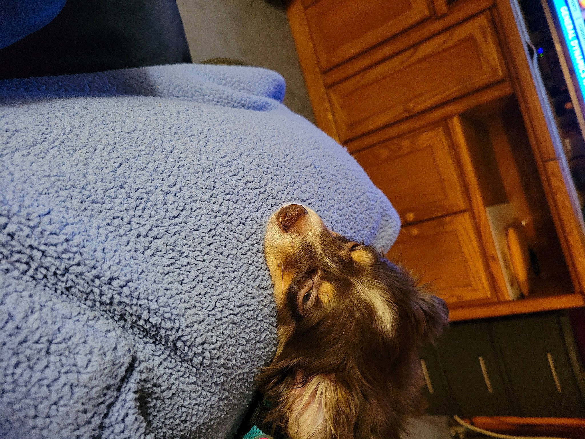 Ziggy joined the competition — help win amazing prizes! cabinetry, carnivore, comfort, companion_dog, dog, dog_breed, drawer, duvet, felidae, flooring, fur, hardwood, liver, mammal, small_to_medium_sized_cats, snout, textile, vertebrate, whiskers, wood