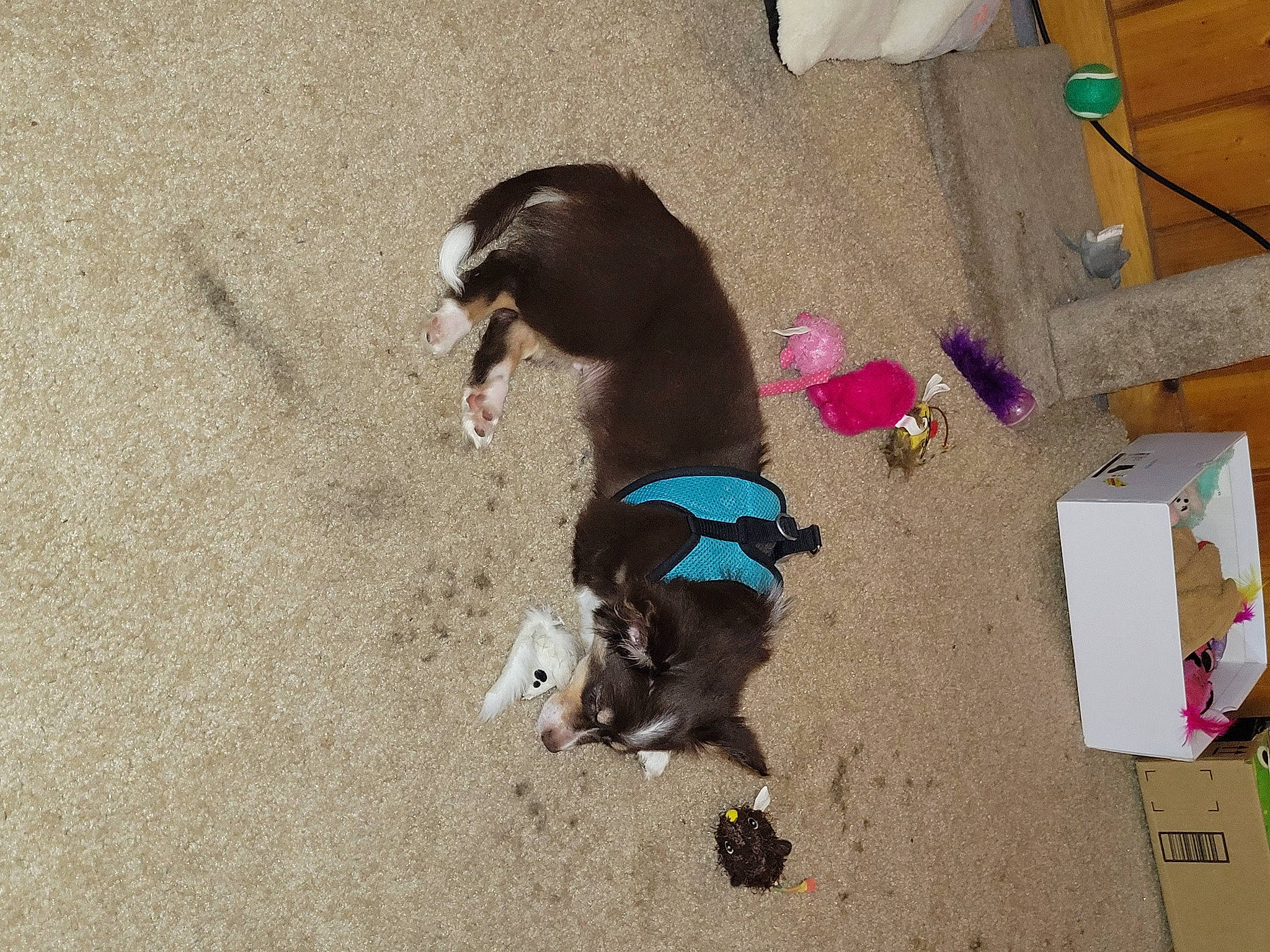 Ziggy is registered to the contest to win money with this photo: box, canidae, cardboard, carnivore, carton, collar, companion_dog, dog, dog_breed, dog_collar, dog_supply, fawn, flooring, leash, pet_supply, shipping_box, snout, sporting_group, tail, working_animal