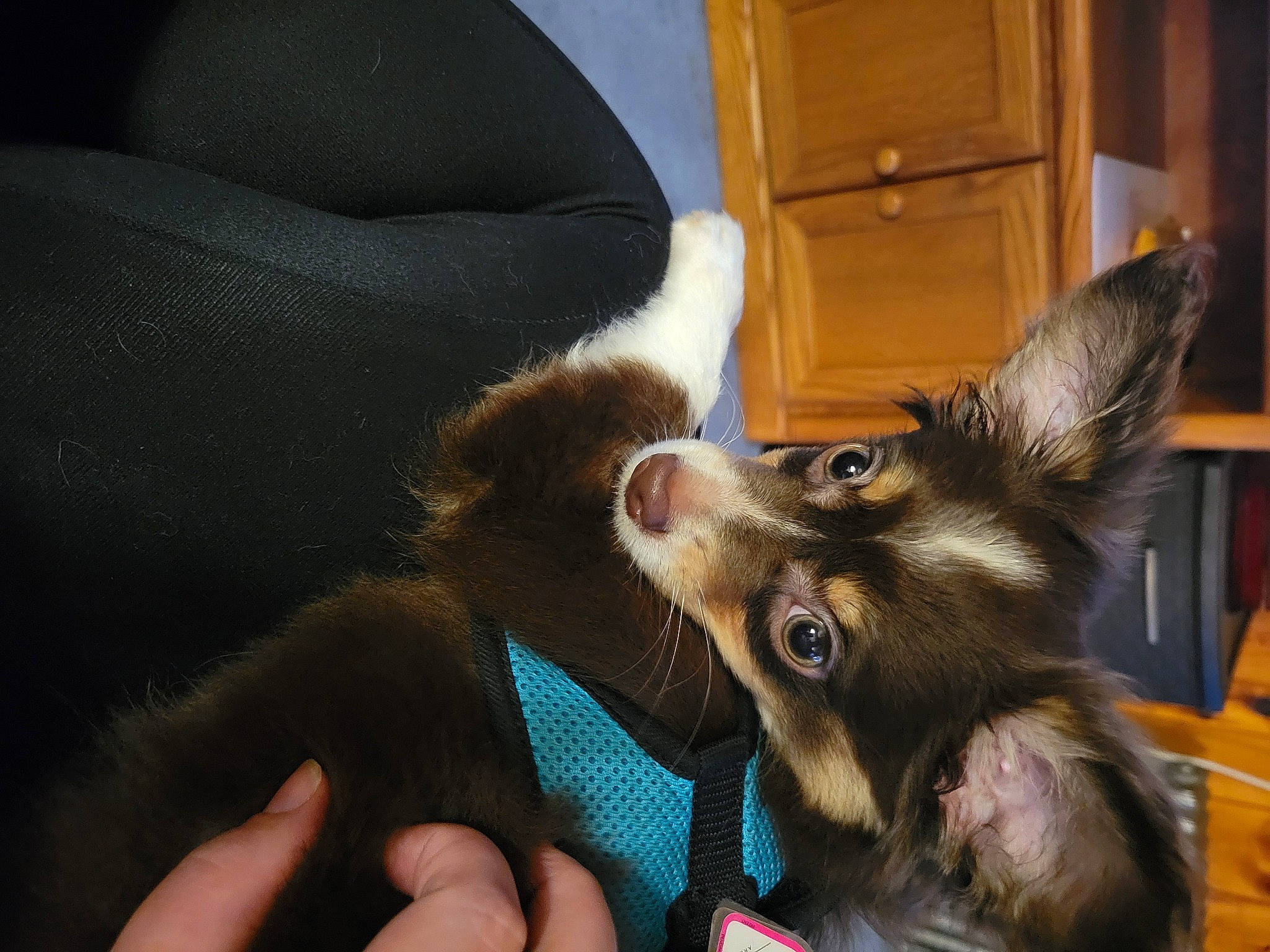 Ziggy is registered to the contest to win money with this photo: cabinetry, carnivore, claw, comfort, companion_dog, cupboard, dog, dog_breed, ear, felidae, finger, foot, fur, gesture, liver, nail, paw, small_to_medium_sized_cats, thumb, whiskers