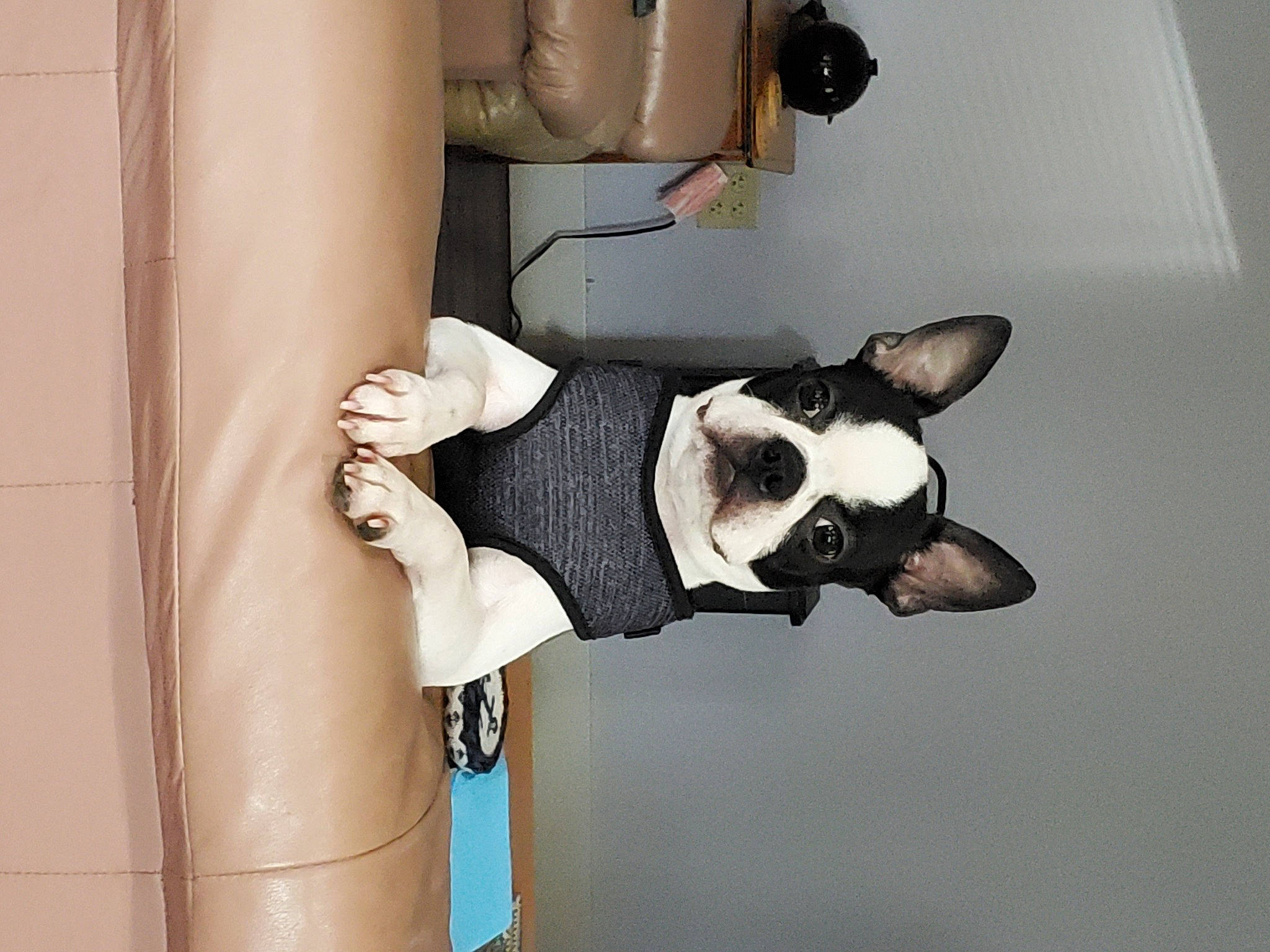 Stanley is registered to the contest to win money with this photo: art, boston_terrier, canidae, carmine, carnivore, comfort, companion_dog, dog, dog_breed, door, fawn, fur, grey, non_sporting_group, snout, tail, terrestrial_animal, toy, wood, working_animal