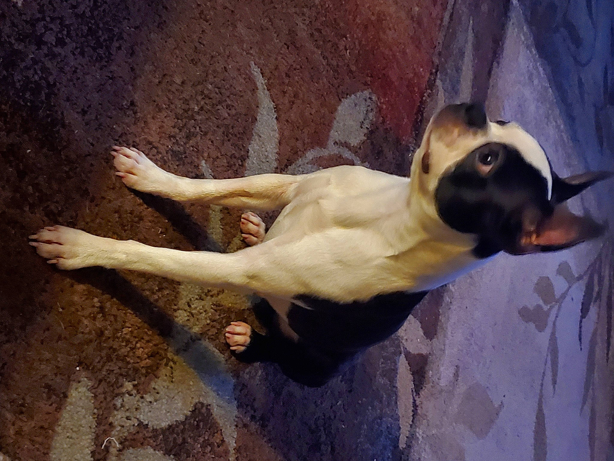 Stanley is registered to the contest to win money with this photo: art, canidae, carnivore, companion_dog, dog, dog_breed, fawn, guard_dog, non_sporting_group, paw, shadow, snout, sporting_group, tail, terrestrial_animal, tints_and_shades, toy_dog, whiskers, wood, working_animal