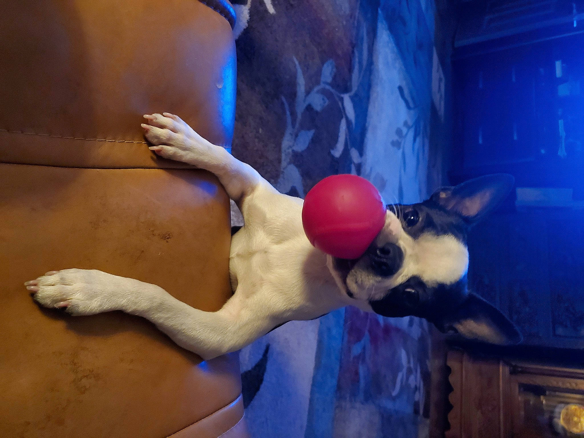 Stanley joined the competition — help win amazing prizes! abdomen, art, ball, chest, door, elbow, fawn, foot, fun, human_body, human_leg, knee, leisure, recreation, thigh, toy, tree, trunk, visual_arts, waist