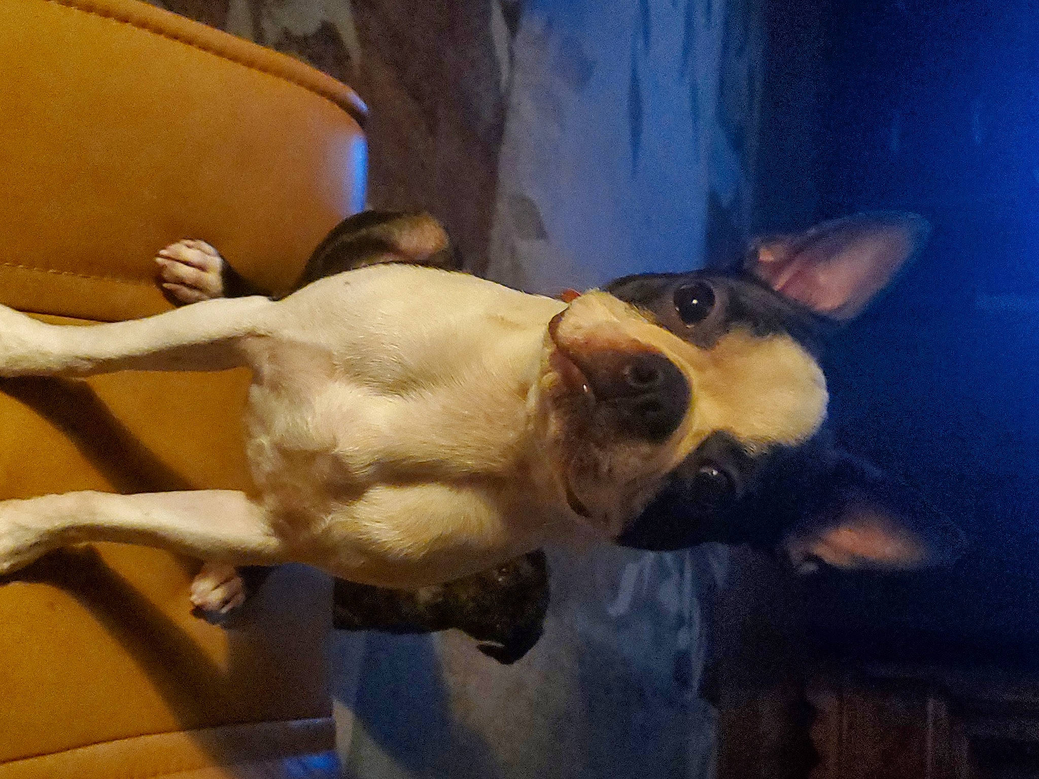 Stanley joined the competition — help win amazing prizes! carnivore, collar, comfort, companion_dog, couch, dog, dog_breed, dog_collar, ear, fawn, flowerpot, jaw, plant, snout, sporting_group, tail, toy_dog, whiskers, wood, working_animal