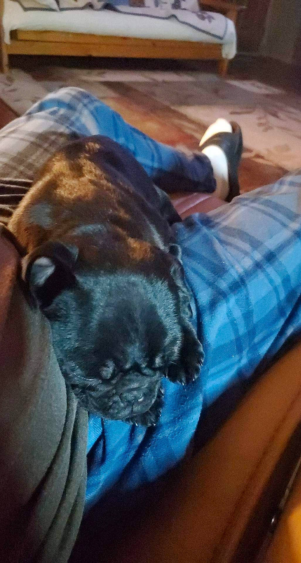 Tilly Mae is registered to the contest to win money with this photo: canidae, carnivore, collar, comfort, companion_dog, dog, dog_breed, dog_collar, electric_blue, fawn, flooring, guard_dog, molosser, snout, sporting_group, tartan, toy_dog, whiskers, working_animal, wrinkle