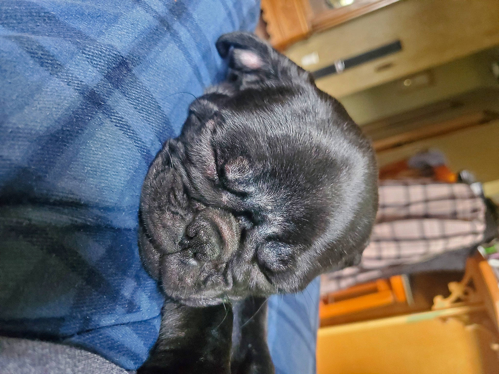 Tilly Mae joined the competition — help win amazing prizes! canidae, carnivore, claw, comfort, companion_dog, dog_breed, domestic_short_haired_cat, electric_blue, felidae, fur, grey, pug, small_to_medium_sized_cats, snout, sporting_group, tail, toy_dog, whiskers, wool, wrinkle