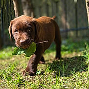 Benny a rejoint le concours — aidez-le/la à gagner de superbes lots ! dog, puppy, brown_dog, animal, pet, leaf, carrying_leaf, forest, woodland, outdoors, nature, grass, trees, sunlight, standing, walking, portrait, close_up, playful, adorable