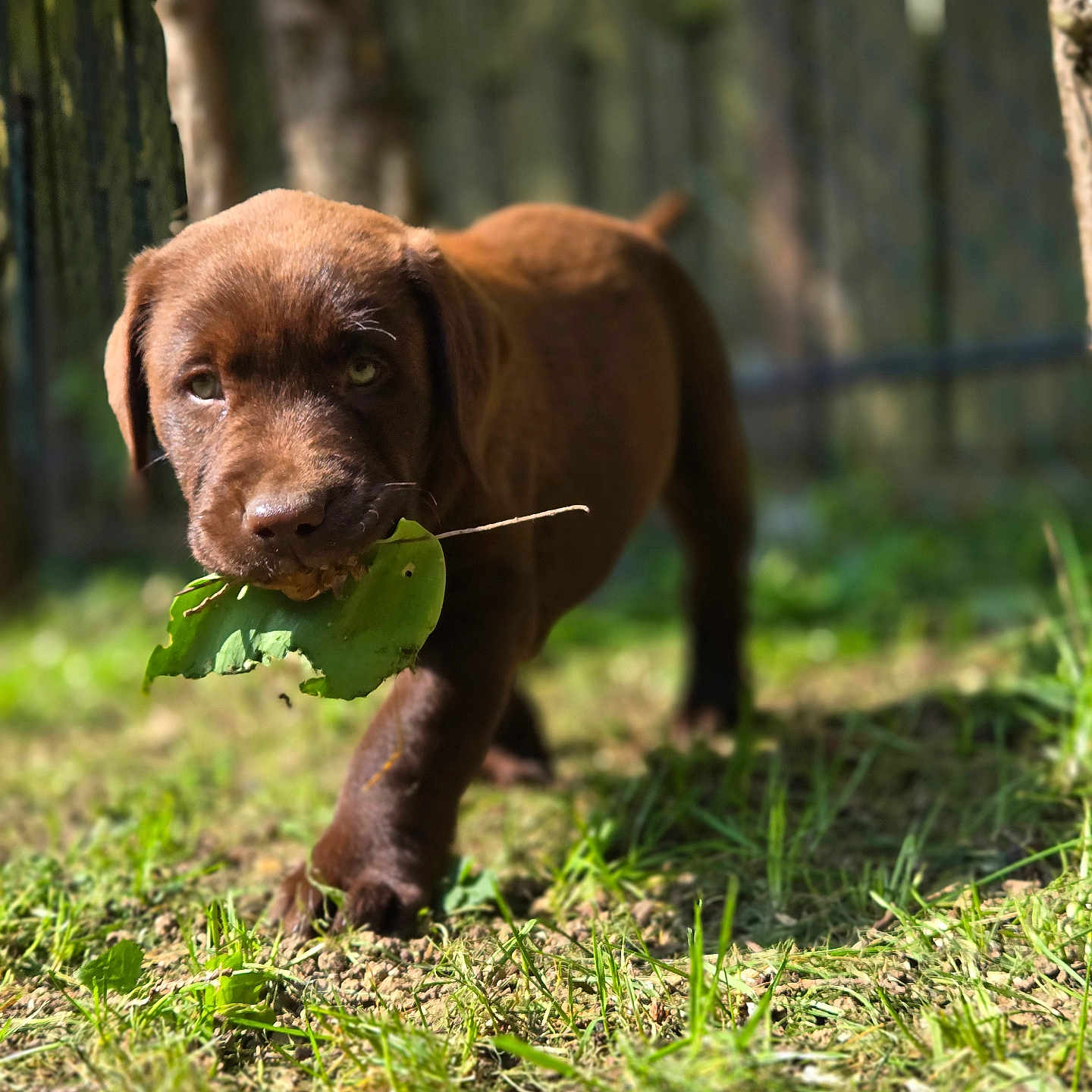 Benny a rejoint le concours — aidez-le/la à gagner de superbes lots ! dog, puppy, brown_dog, animal, pet, leaf, carrying_leaf, forest, woodland, outdoors, nature, grass, trees, sunlight, standing, walking, portrait, close_up, playful, adorable