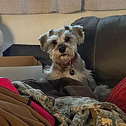 Dexter joined the competition — help win amazing prizes! dog, small_dog, schnauzer, pet, sitting, couch, blankets, indoor, living_room, home, portrait, fluffy, scruffy, collar, tag, black_and_white, brown, cozy, cardboard_box, relaxed