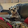 dog, small_dog, schnauzer, pet, sitting, couch, blankets, indoor, living_room, home, portrait, fluffy, scruffy, collar, tag, black_and_white, brown, cozy, cardboard_box, relaxed