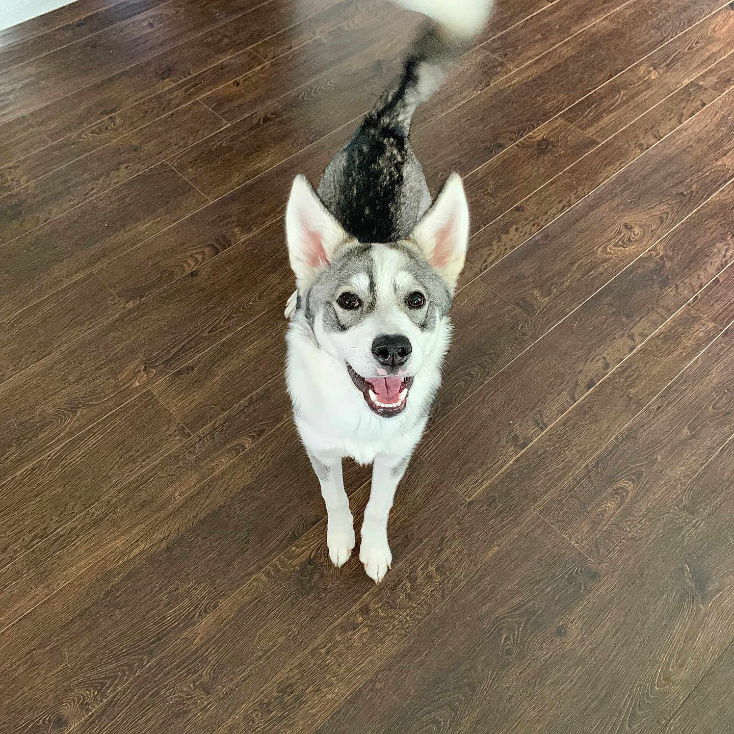 Eva Marie joined the competition — help win amazing prizes! accessories, animal, bodypart, canine, dog, eskimodog, face, hardwood, hound, husky, indoors, interiordesign, mouth, person, pet, puppy, stainedwood, strap, tongue, wood