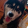 dog, husky, canine, pet, fluffy, black_and_white, brown_markings, blue_eyes, tongue_out, ears, snout, nose, portrait, close_up, indoors, home, tile_floor, planter, shopping_bag, funny_expression