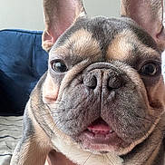 Princeton joined the competition — help win amazing prizes! french_bulldog, dog, close_up, pet, animal, indoor, ears, face, mouth, teeth, whiskers, person_hand, couch, bedding, striped, cute, fur, canine, companion, portrait