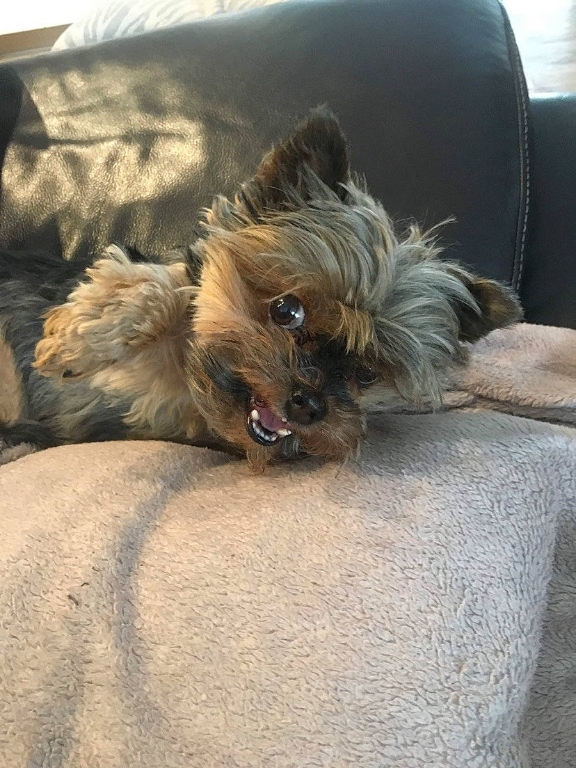 Kenza participe au concours pour gagner de l'argent avec cette photo : canidae, carnivore, comfort, companion_dog, dog, dog_breed, dog_supply, fawn, felidae, fur, liver, small_terrier, snout, sporting_group, terrestrial_animal, terrier, toy_dog, whiskers, working_animal, yorkipoo