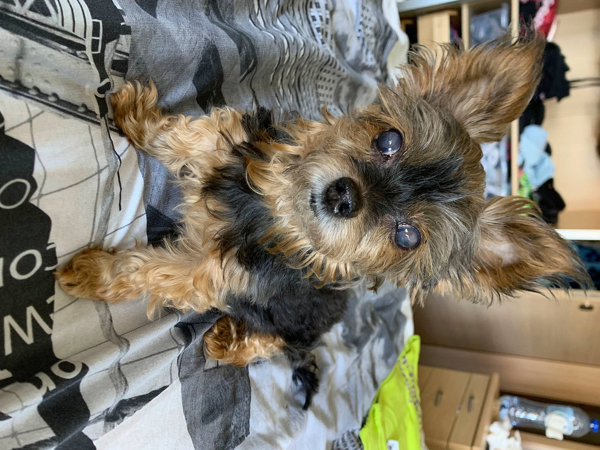 Kenza a rejoint le concours — aidez-le/la à gagner de superbes lots ! canidae, carnivore, companion_dog, dog, dog_breed, dog_supply, event, fawn, fur, puppy, small_terrier, snout, sporting_group, terrier, toy, toy_dog, whiskers, working_animal, yorkipoo, yorkshire_terrier