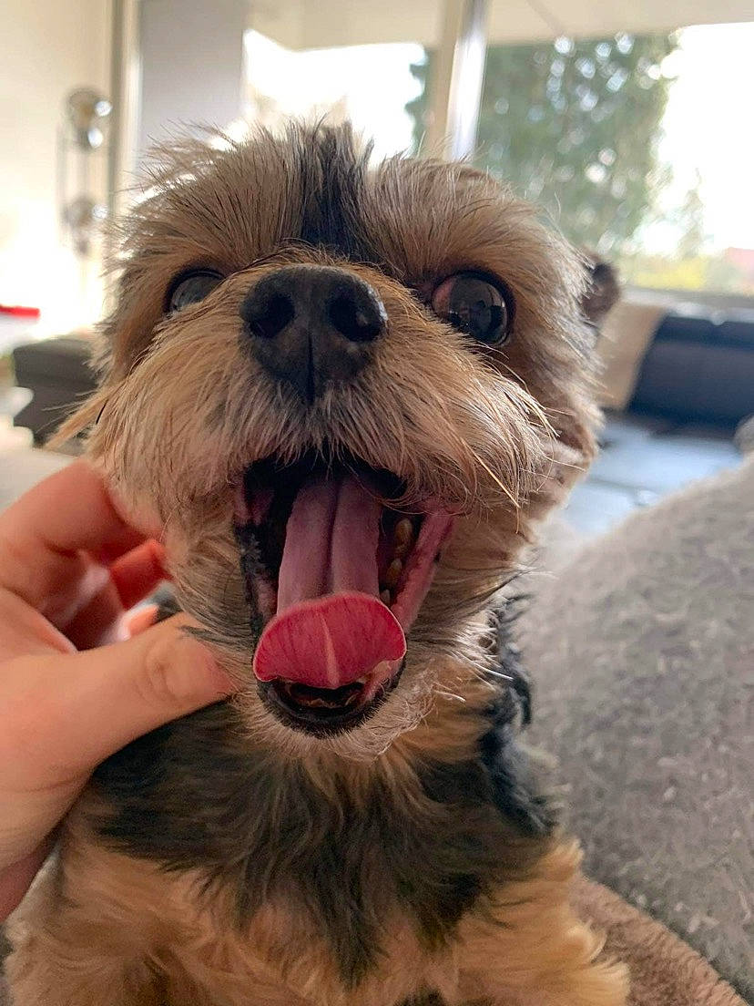 Kenza a rejoint le concours — aidez-le/la à gagner de superbes lots ! canidae, carnivore, collar, companion_dog, dog, dog_breed, dog_collar, dog_supply, ear, fashion_accessory, fawn, fur, liver, paw, small_terrier, snout, sporting_group, terrier, toy_dog, working_animal