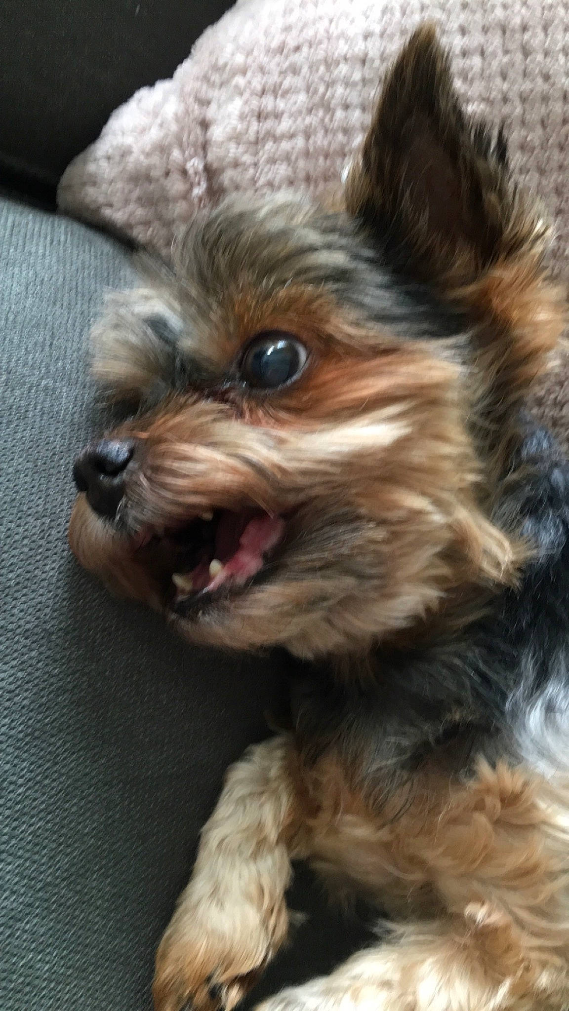 Kenza participe au concours pour gagner de l'argent avec cette photo : canidae, carnivore, companion_dog, dog, dog_breed, ear, eye, fawn, head, liver, small_terrier, smile, snout, sporting_group, terrestrial_animal, terrier, toy_dog, whiskers, working_animal, yorkshire_terrier