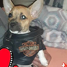 Buddy Duck joined the competition — help win amazing prizes! canidae, carnivore, chihuahua, collar, companion_dog, corgi_chihuahua, dog, dog_breed, dog_supply, ear, fawn, fur, logo, non_sporting_group, pet_supply, snout, terrestrial_animal, toy_dog, whiskers, working_animal