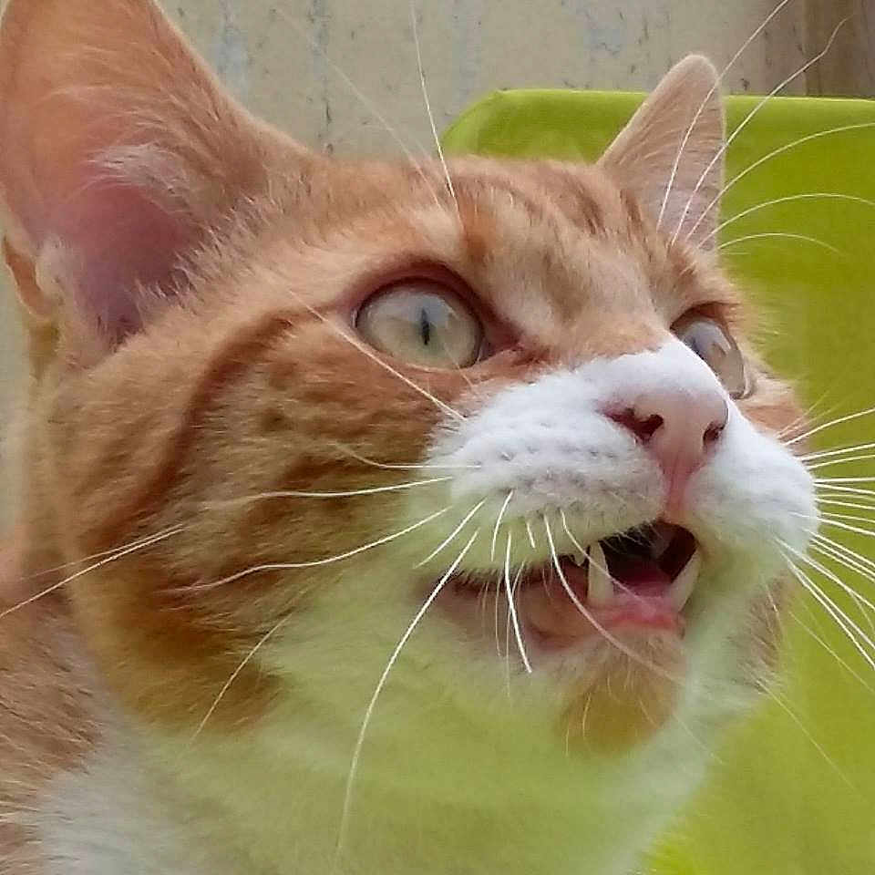 Noel