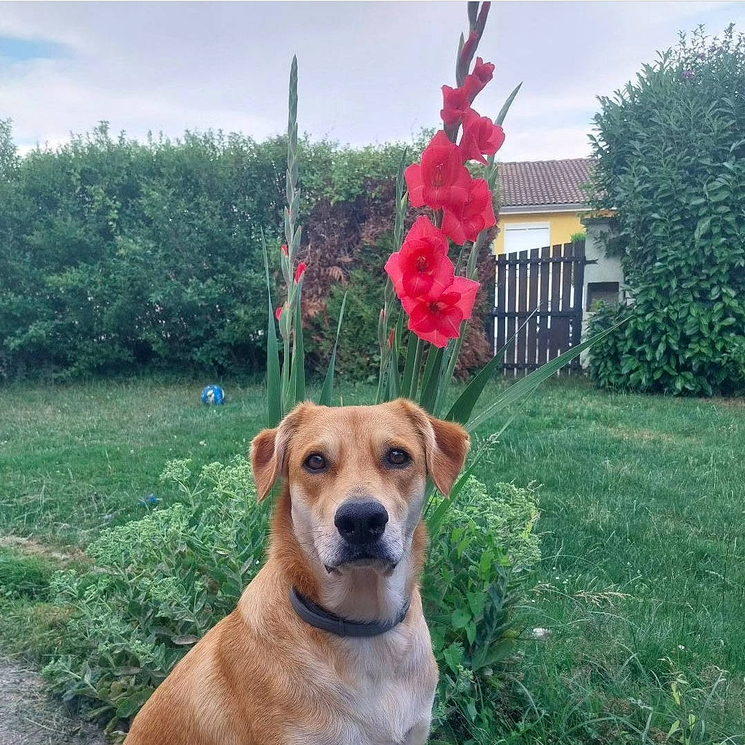 Emeraude participe au concours pour gagner de l'argent avec cette photo : carnivore, chair, cloud, collar, companion_dog, dog, dog_breed, dog_collar, fawn, garden, grass, landscape, petal, plant, pole, sky, tail, tree, window, working_animal