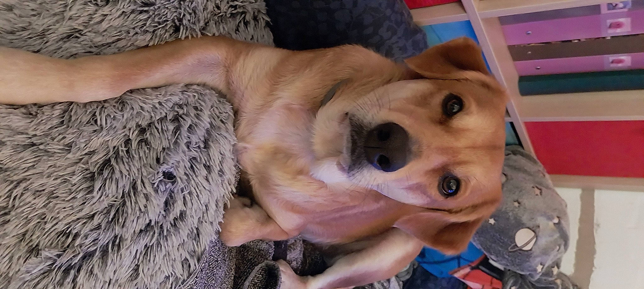 Emeraude participe au concours pour gagner de l'argent avec cette photo : canidae, carnivore, collar, companion_dog, dog, dog_breed, dog_collar, dog_supply, fawn, fur, guard_dog, paw, retriever, selfie, snout, sporting_group, whiskers, working_animal