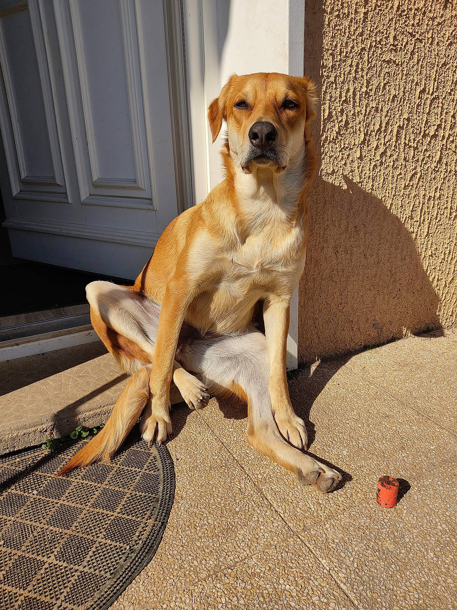 Emeraude participe au concours pour gagner de l'argent avec cette photo : canidae, carnivore, collar, companion_dog, dog, dog_breed, dog_collar, dog_supply, door, fawn, flooring, hardwood, paw, pet_supply, snout, sporting_group, tail, terrestrial_animal, wood, working_animal