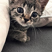 Azur a rejoint le concours — aidez-le/la à gagner de superbes lots ! kitten, cat, pet, whiskers, cushion, curious, indoor, closeup, feline, young, fur, tabby, paw, cute, animal, cozy, texture, soft, home, resting