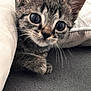 kitten, cat, pet, whiskers, cushion, curious, indoor, closeup, feline, young, fur, tabby, paw, cute, animal, cozy, texture, soft, home, resting