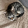 Azur a rejoint le concours — aidez-le/la à gagner de superbes lots ! kitten, cat, tabby, pet, animal, feline, young, curious, blue_eyes, whiskers, indoor, carpet, cozy, small, cute, fur, domestic_animal, looking_up, ears, tail