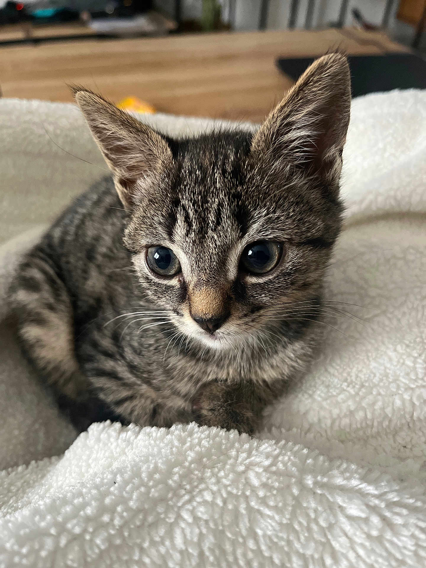 Azur participe au concours pour gagner de l'argent avec cette photo : kitten, tabby, cat, pet, feline, animal, cute, fluffy, whiskers, ears, eyes, indoor, blanket, soft, young, small, striped, fur, closeup, resting