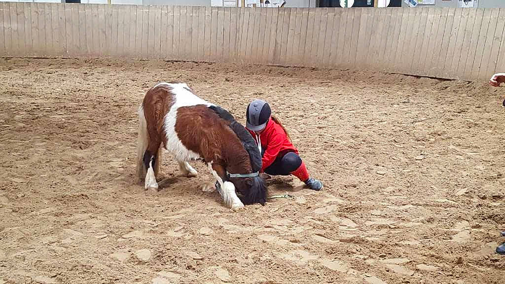 Virus a rejoint le concours — aidez-le/la à gagner de superbes lots ! animal_sports, bovine, cow_goat_family, horse, livestock, mammal, mare, pony, rodeo, shetland_pony, stallion, traditional_sport, vertebrate, working_animal