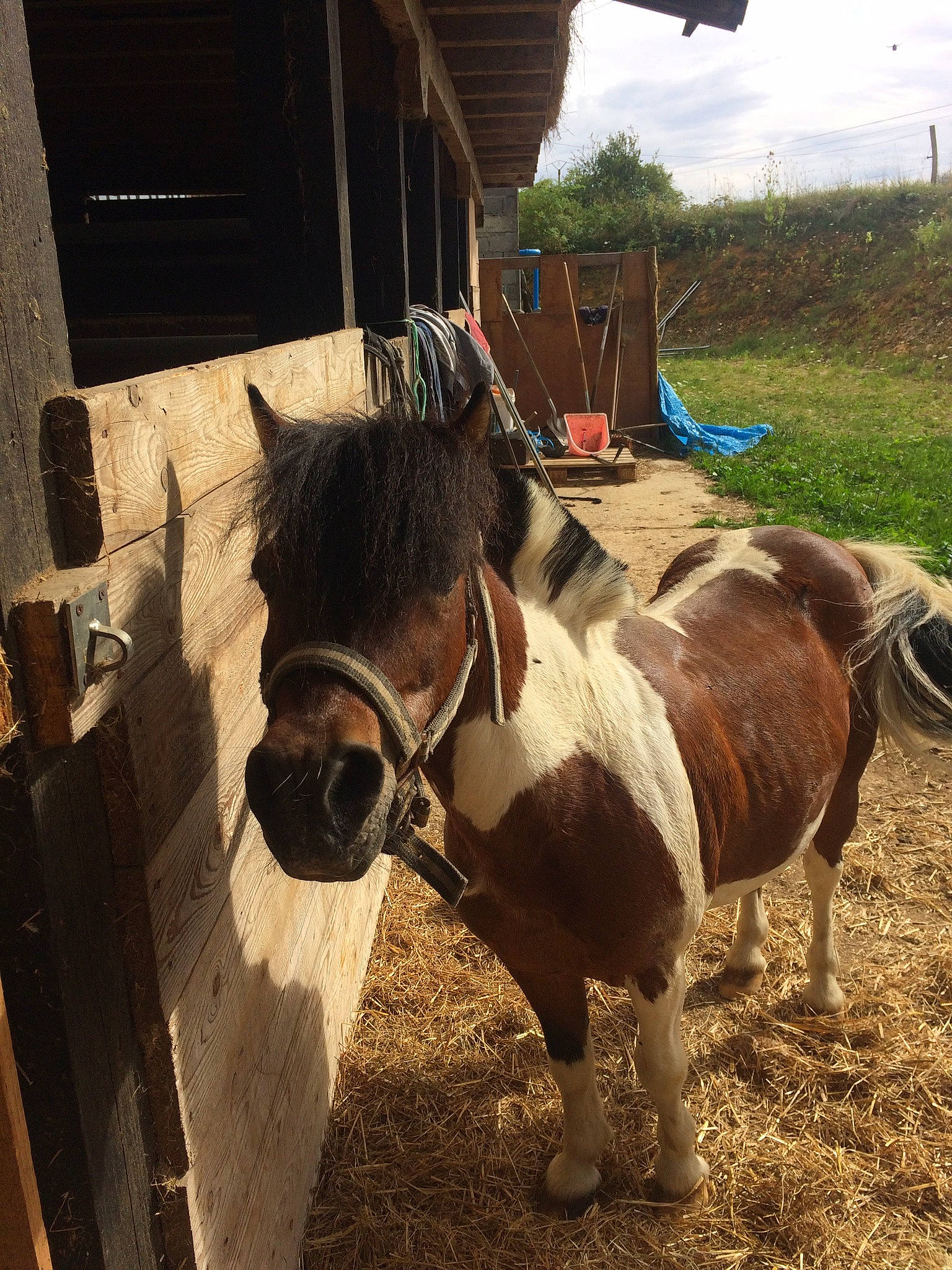 Virus participe au concours pour gagner de l'argent avec cette photo : bridle, farm, horse, horse_tack, landscape, livestock, mammal, mane, mare, nose, pack_animal, plant, pony, sky, snout, stallion, tree, vacation, vertebrate, working_animal