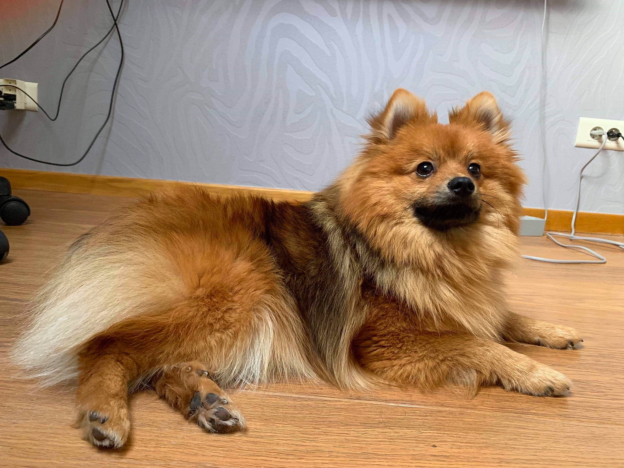 Ody participe au concours pour gagner de l'argent avec cette photo : ancient_dog_breeds, canidae, carnivore, companion_dog, dog, dog_breed, eurasier, fawn, german_spitz, german_spitz_klein, german_spitz_mittel, icelandic_sheepdog, mammal, non_sporting_group, pomeranian, rare_breed_dog, snout, spitz, vertebrate, volpino_italiano