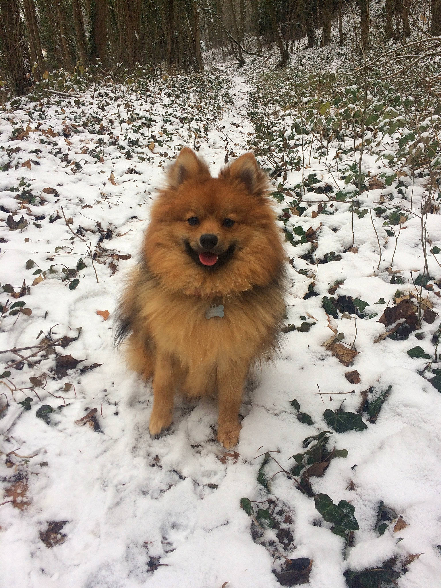 Ody a rejoint le concours — aidez-le/la à gagner de superbes lots ! canidae, carnivore, companion_dog, dog, dog_breed, eurasier, finnish_spitz, german_spitz, german_spitz_klein, german_spitz_mittel, icelandic_sheepdog, mammal, non_sporting_group, pomeranian, snow, spitz, vertebrate, volpino_italiano, winter