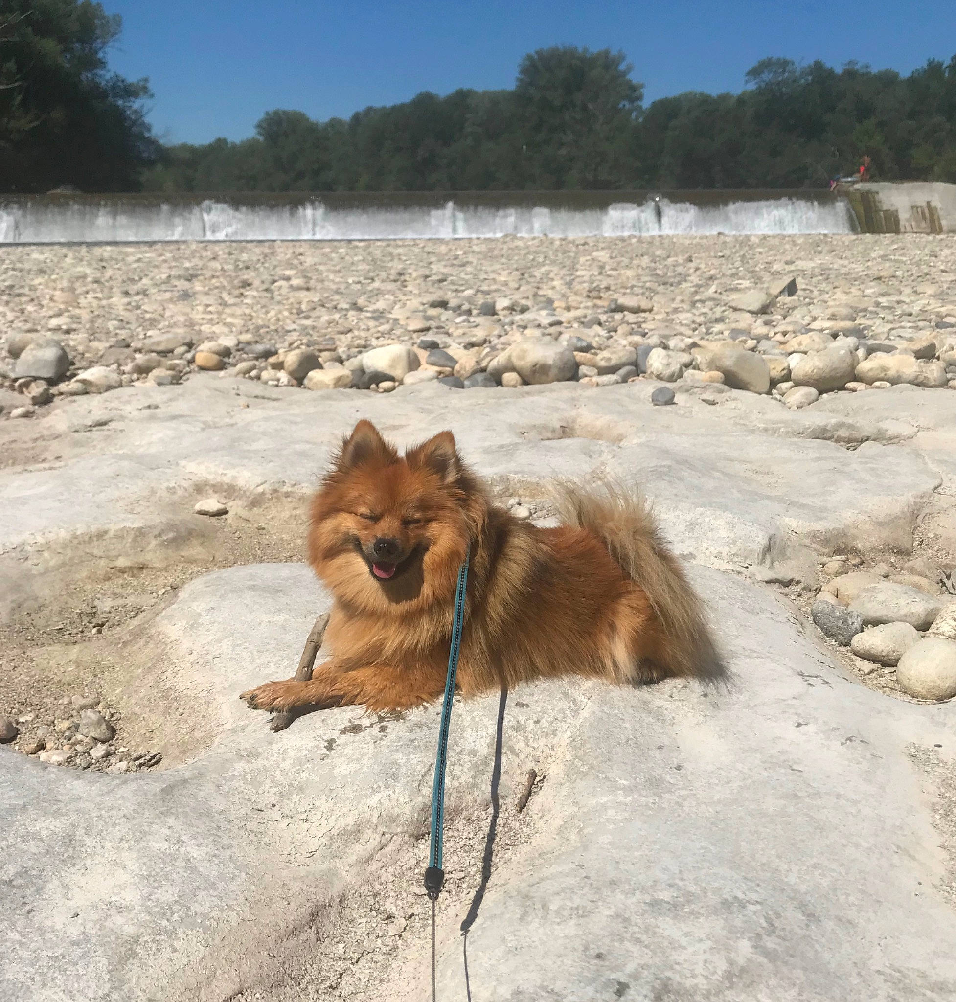 Ody a rejoint le concours — aidez-le/la à gagner de superbes lots ! canidae, canis, carnivore, dog, dog_breed, eurasier, fawn, finnish_spitz, german_spitz, german_spitz_mittel, greenland_dog, icelandic_sheepdog, mammal, non_sporting_group, pomeranian, spitz, vertebrate, working_dog