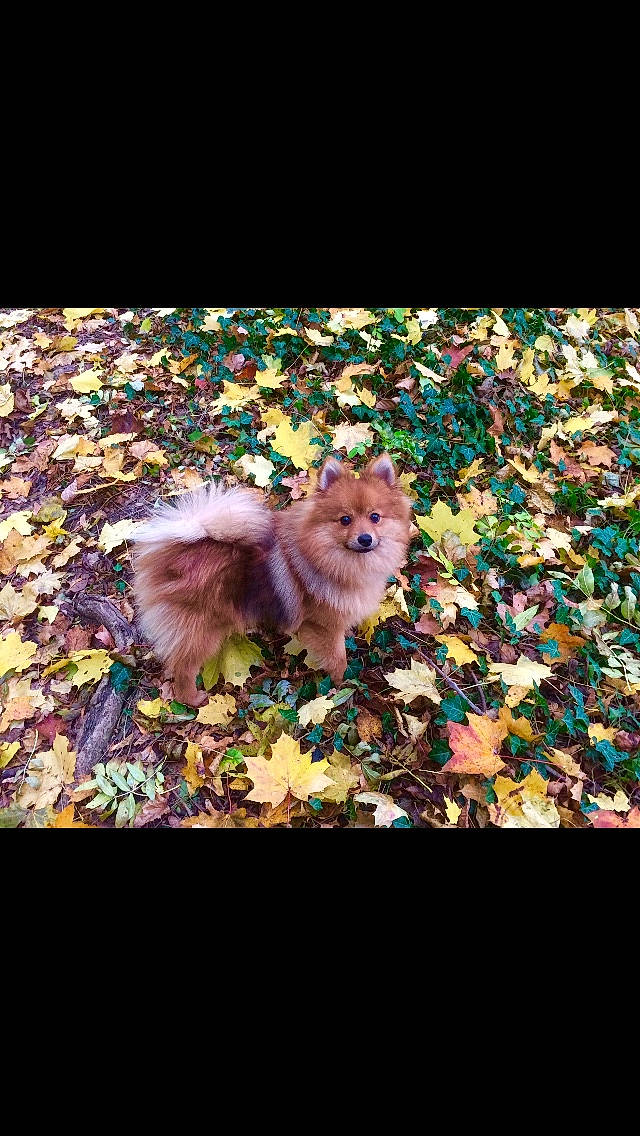 Ody participe au concours pour gagner de l'argent avec cette photo : canidae, carnivore, companion_dog, dog, dog_breed, fawn, german_spitz, german_spitz_klein, german_spitz_mittel, leaf, mammal, morkie, non_sporting_group, pomeranian, puppy, spitz, toy_dog, vertebrate
