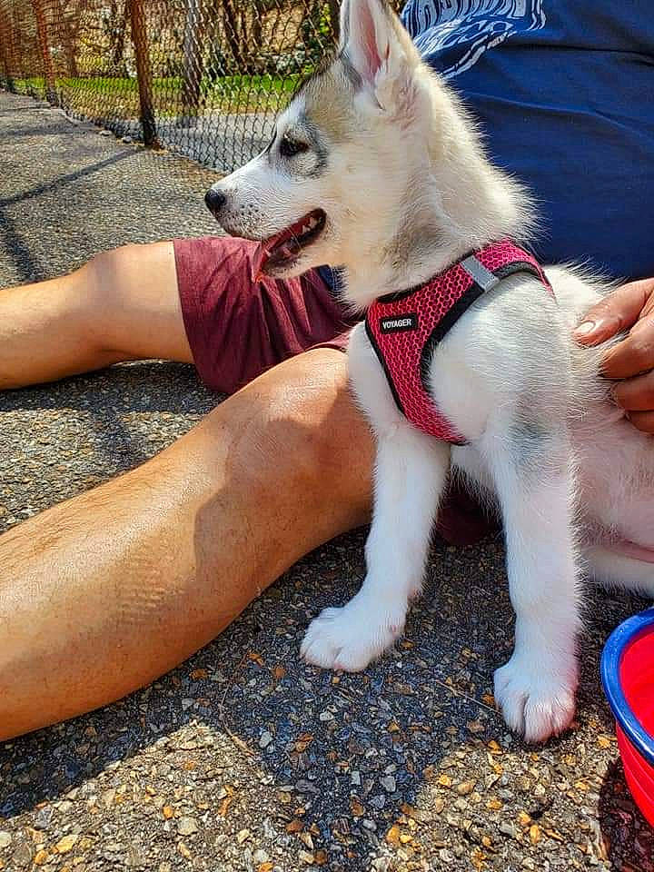 Stella joined the competition — help win amazing prizes! canidae, carnivore, collar, companion_dog, dog, dog_breed, dog_collar, fashion_accessory, fawn, fur, grass, human_leg, leash, plant, siberian_husky, spitz, sporting_group, tail, working_animal, working_dog