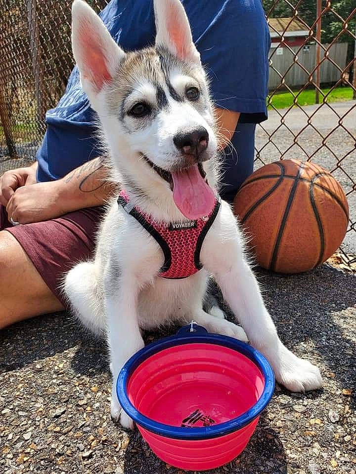 Stella is registered to the contest to win money with this photo: ball, barefoot, basketball, blue, carnivore, companion_dog, dog, dog_breed, fawn, fence, fun, grass, human_leg, leg, snout, sporting_group, sports_equipment, tail, thigh, whiskers