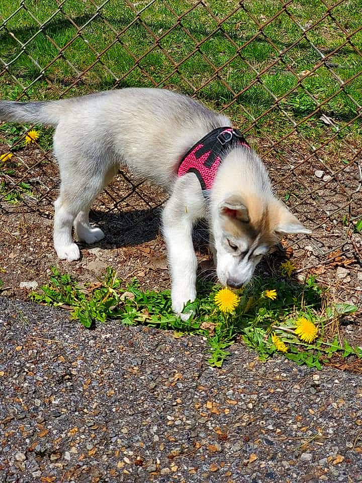 Stella is registered to the contest to win money with this photo: carnivore, collar, companion_dog, dog, dog_breed, dog_collar, fawn, felidae, fur, grass, groundcover, leaf, leash, paw, pet_supply, plant, road_surface, snout, sporting_group, tail