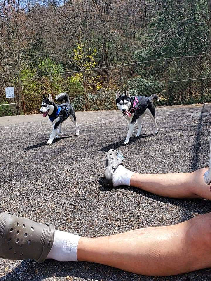 Bella joined the competition — help win amazing prizes! asphalt, carnivore, companion_dog, dog, dog_breed, foot, grass, human_leg, knee, leash, leg, leisure, mammal, outdoor_recreation, plant, recreation, tail, thigh, tree, vertebrate