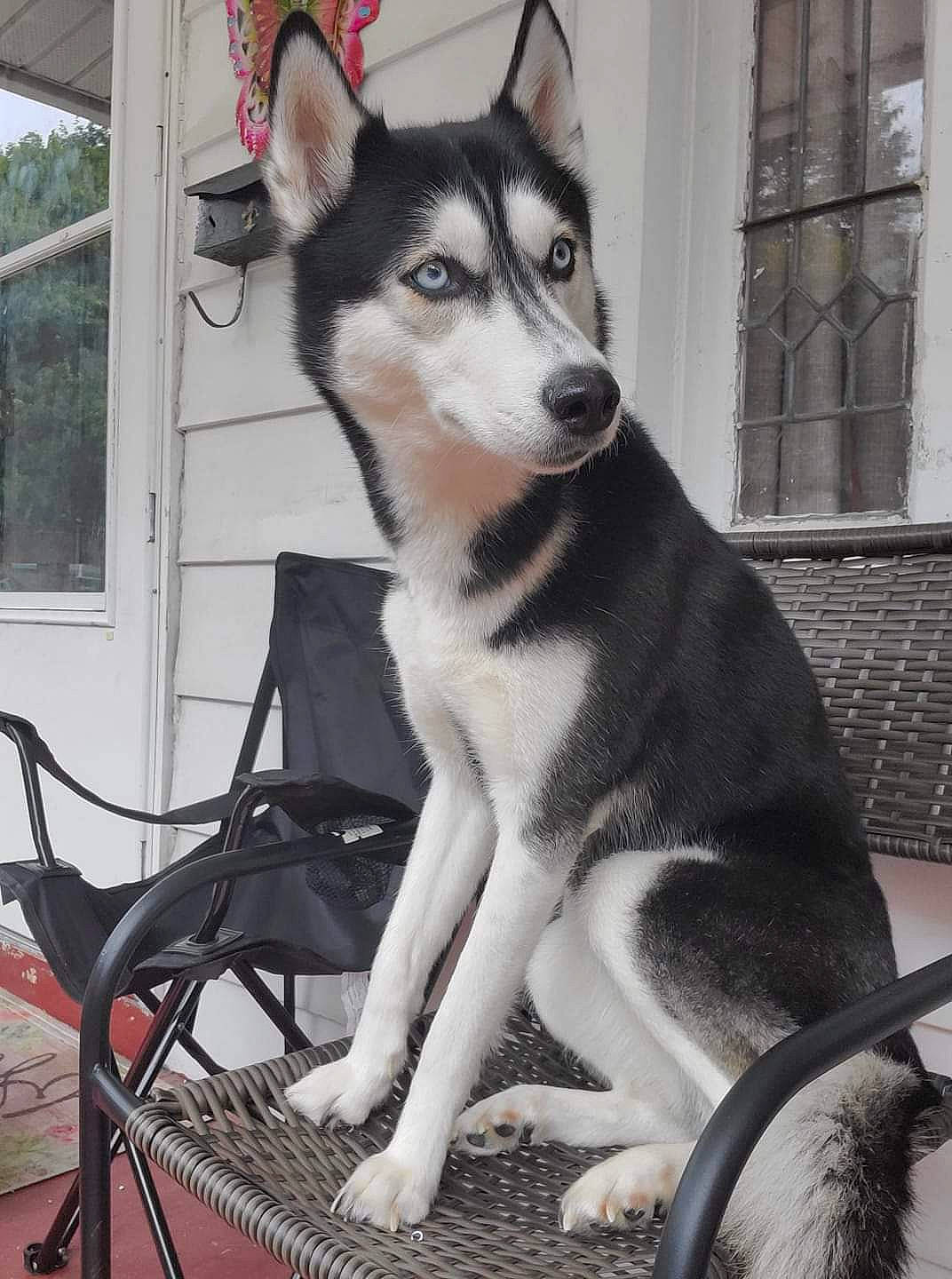 Bella is registered to the contest to win money with this photo: ancient_dog_breeds, art, canidae, canis, carnivore, companion_dog, dog, dog_breed, fur, non_sporting_group, recreation, sled_dog, snout, sporting_group, tail, window, working_animal, working_dog