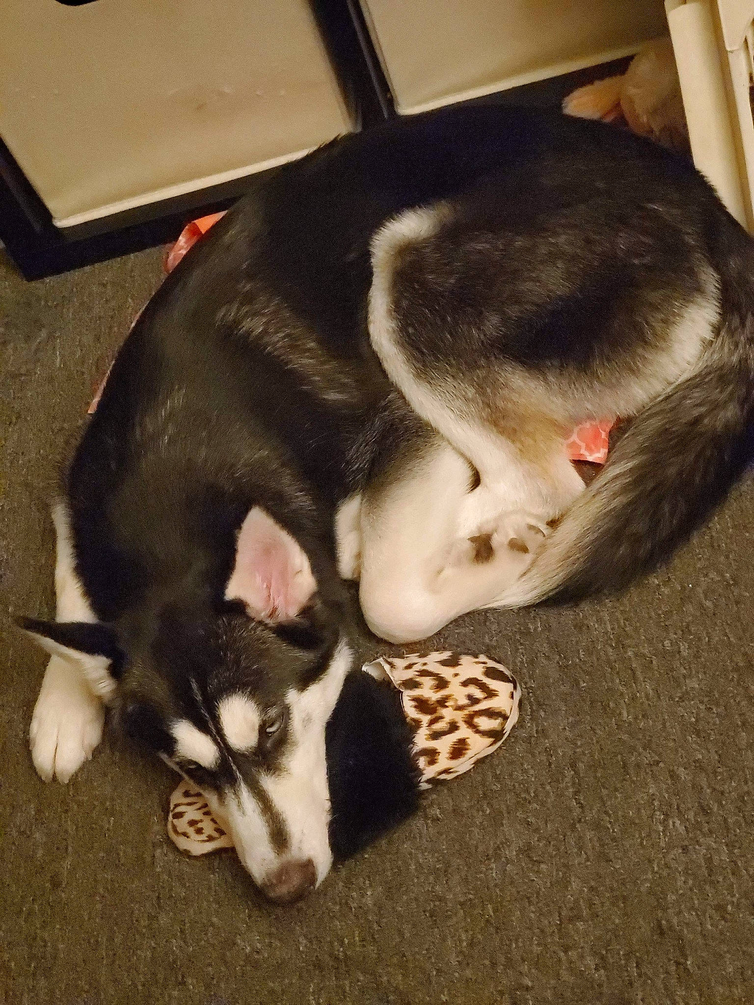 Raider is registered to the contest to win money with this photo: carnivore, comfort, companion_dog, dog, dog_breed, eye, fawn, flooring, fur, head, jaw, paw, puppy_love, small_to_medium_sized_cats, snout, sporting_group, tail, terrestrial_animal, whiskers, working_animal